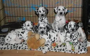 Dalmatian - descriere rasa, poze, pret
