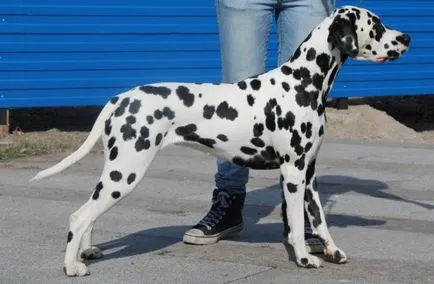 Dalmatian - descriere rasa, poze, pret