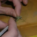 Noi facem mâinile pentru păpuși, cursuri de master