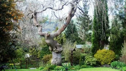 Arbori pentru gradina, fotografie, planta o gradina