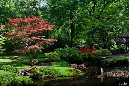 Arbori pentru gradina, fotografie, planta o gradina