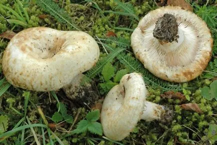 Copii despre ciuperci comestibile și otrăvitoare cu denumirile și descrierile (ciuperci) Copii despre ciuperci comestibile și otrăvitoare cu denumirile și descrierile