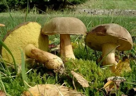 Copii despre ciuperci comestibile și otrăvitoare cu numele și descrierile (un mare rău pentru sănătate) Copii despre ciuperci comestibile și otrăvitoare cu denumirile și descrierile