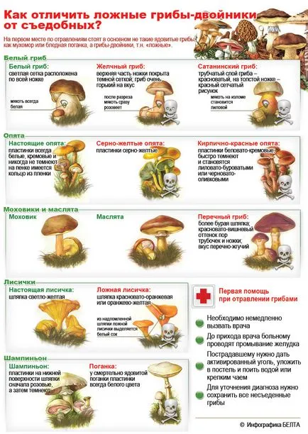 Copii despre ciuperci comestibile și otrăvitoare cu denumirile și descrierile (ciuperci) Copii despre ciuperci comestibile și otrăvitoare cu denumirile și descrierile