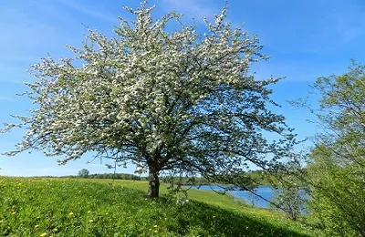 măr sălbatic (pădure) caracterizare și descriere, plantare și îngrijire