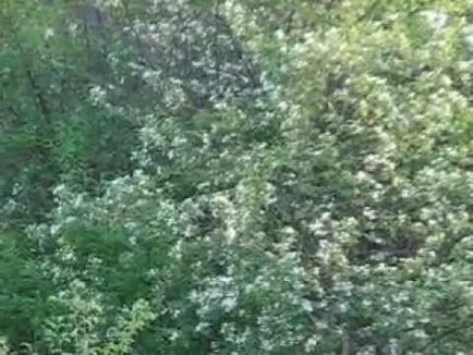 măr sălbatic (pădure) caracterizare și descriere, plantare și îngrijire