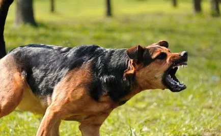 De ce animalele au nevoie de o coadă (mecanic) De ce animalele au nevoie de o coadă