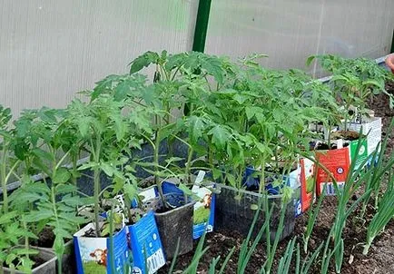 Inainte de orice roșiilor pot fi plantate în teren deschis