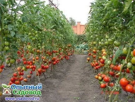 Inainte de orice roșiilor pot fi plantate în teren deschis