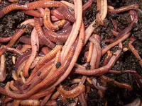 Râme - tipuri, structura și rolul lor în natură și Vermicultura, ferma de origine