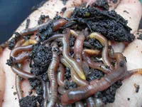 Râme - tipuri, structura și rolul lor în natură și Vermicultura, ferma de origine
