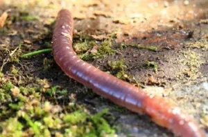 Râme - tipuri, structura și rolul lor în natură și Vermicultura, ferma de origine