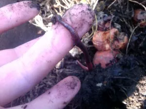 Râme - tipuri, structura și rolul lor în natură și Vermicultura, ferma de origine