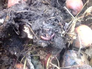 Râme - tipuri, structura și rolul lor în natură și Vermicultura, ferma de origine