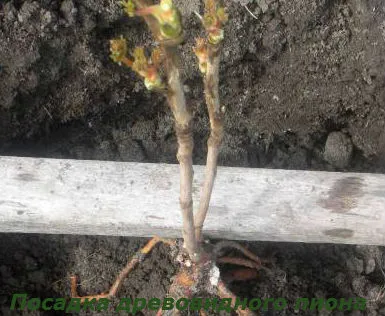 Schiță de plantare bujor și îngrijire de arbuști (tree-like) Schiță de plantare și îngrijire bujor pentru arbuști