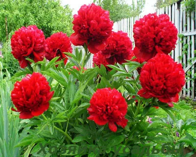 plantare Schiță bujor și îngrijire de arbuști (de îngrijire) Schiță de plantare și îngrijire bujor pentru arbuști