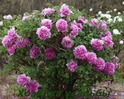 plantare Schiță bujor și îngrijire de arbuști (de îngrijire) Schiță de plantare și îngrijire bujor pentru arbuști