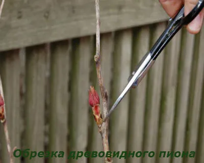 plantare Schiță bujor și îngrijire de arbuști (de îngrijire) Schiță de plantare și îngrijire bujor pentru arbuști