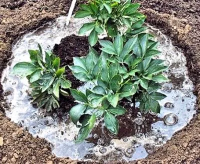 Schiță de plantare bujor și îngrijire în câmp deschis - recenzie! fotografie