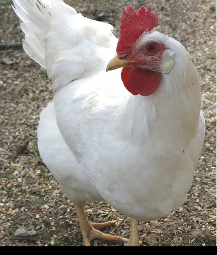 Pui, acasă fermă