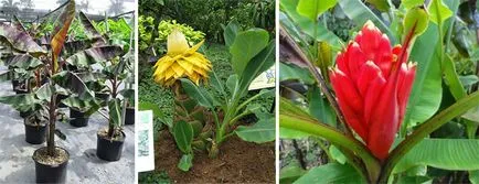 banana de casă - cum să crească (banane) banana de casă - cum să crească