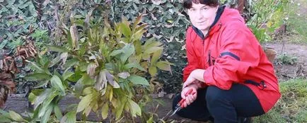Schiță de pionul - plantare și îngrijire, pepinieră stoc, fotografii