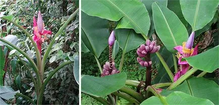 banana de casă - cum să crească (umiditate ridicată) banana de casă - cum să crească