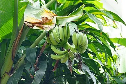 banana de casă - cum să crească (banane) banana de casă - cum să crească