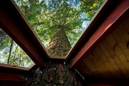 Tree House - 50 de idei pentru a traduce în realitate