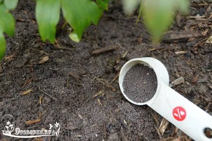 Schiță de pionul - îngrijirea și cultivarea de fotografii (de îngrijire) Schiță de pionul - îngrijirea și cultivarea de fotografii