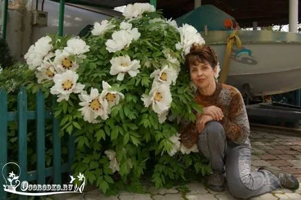 Schiță de pionul - îngrijirea și cultivarea de fotografii (fotografii) Schiță de pionul - îngrijirea și cultivarea de fotografii