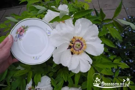 Schiță de pionul - îngrijirea și cultivarea de fotografii (arborescent) Schiță de pionul - îngrijirea și cultivarea de fotografii