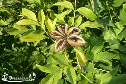Schiță de pionul - îngrijirea și cultivarea de fotografii (de îngrijire) Schiță de pionul - îngrijirea și cultivarea de fotografii