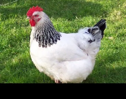 Pui, acasă fermă