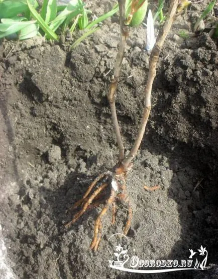 Schiță de pionul - îngrijirea și cultivarea de fotografii (arborescent) Schiță de pionul - îngrijirea și cultivarea de fotografii