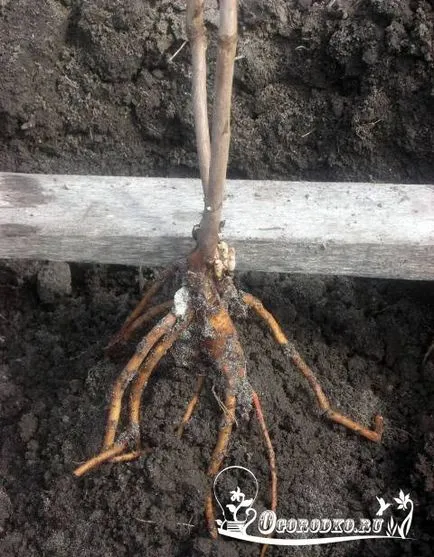 Schiță de pionul - îngrijirea și cultivarea de fotografii (fotografii) Schiță de pionul - îngrijirea și cultivarea de fotografii