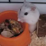 Jungar hamster - alimentat