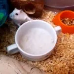 Jungar hamster - alimentat