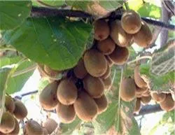 Exotic Kiwi fructe, stil de viață sănătos (kiwi) Exotic Kiwi fructe, stil de viață sănătos,