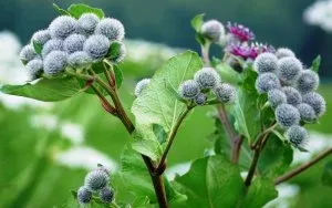 Eficacitatea tratamentului gastritei cu remedii aciditate populară (gastrită) Eficacitatea tratamentului gastritei cu aciditate remedii populare