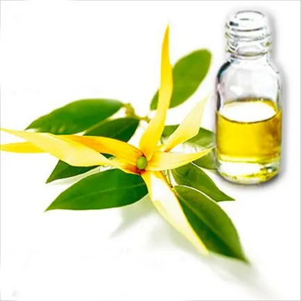 Uleiul esențial al tehnicilor de aplicare ylang-ylang părului și proprietățile benefice ale măștilor