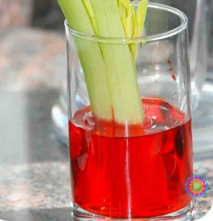 Experimentele și experimente pentru copii