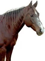 Există un cal de încredere în Cowboy - reprezintă rasa - lumea Ecvestru