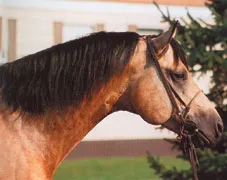 Există un cal de încredere în Cowboy - reprezintă rasa - lumea Ecvestru