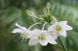 Euharis (Amazon Lily) o descriere, locul de nastere al flori, de îngrijire la domiciliu, transplantare, udare, (euharis) Euharis (Amazon Lily) o descriere, locul de nastere al flori, de îngrijire la domiciliu, transplantare, udare,