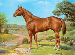 Există un cal de încredere în Cowboy - reprezintă rasa - lumea Ecvestru