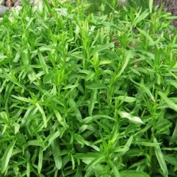 plantare Tarhon și de îngrijire, fotografie, cultivarea semințelor într-un teren deschis fotografie