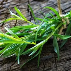 plantare Tarhon și de îngrijire, fotografie, cultivarea semințelor într-un teren deschis fotografie