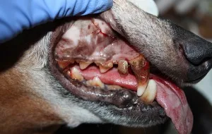 Encefalita la animale - tratament, cauza si pentru animalele de companie encefalită