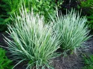 Plant Enciclopedia raigrasul